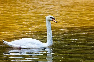 《王权与自由》在线冲到Steam第四 峰值人数超32万